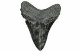 Fossil Megalodon Tooth - South Carolina #327555-1